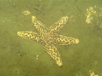 uniophora